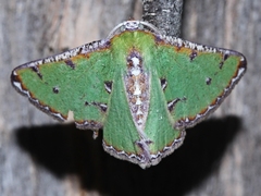 Eucyclodes buprestaria