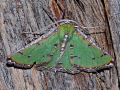 Eucyclodes buprestaria