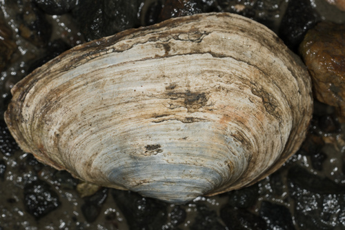 Mya arenaria