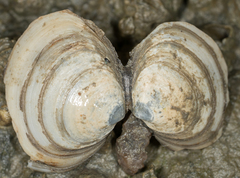 Macoma