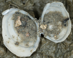 Macoma