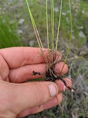 Eleocharis elliptica
