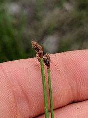 Eleocharis elliptica