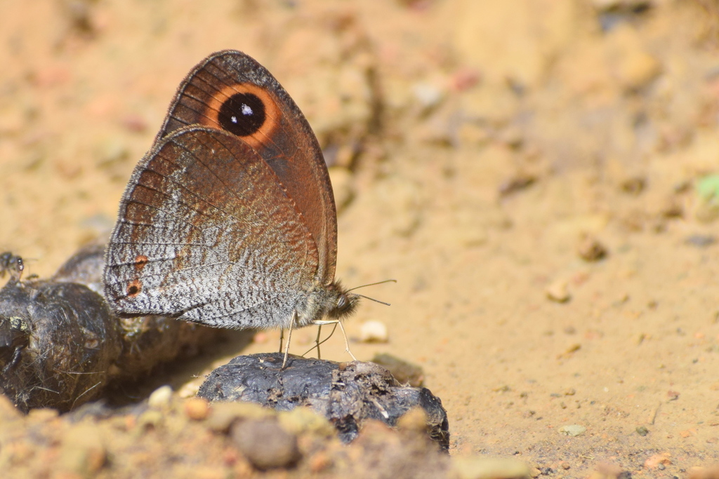 Orixa Argus