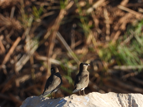 Madagascar Pratincole (Glareola ocularis), photo 3