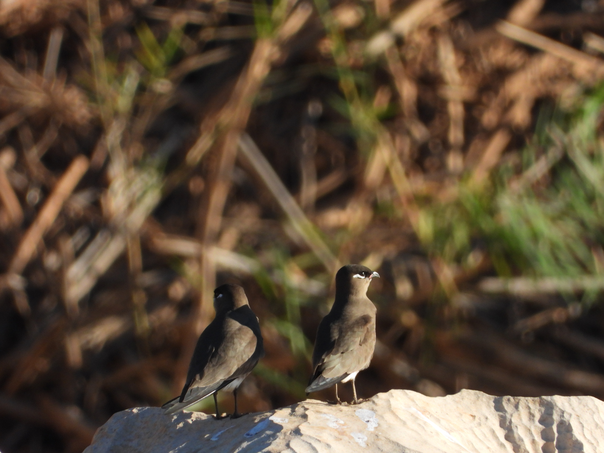 Madagascar Pratincole (Glareola ocularis), photo 3