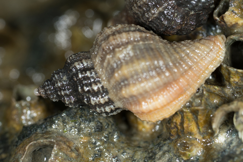 Urosalpinx cinerea