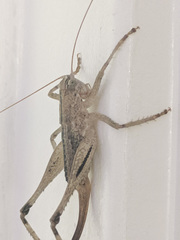 Ateloplus notatus