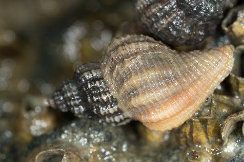 Eastern Oyster Drill