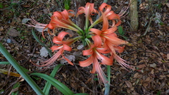 Hippeastrum stylosum