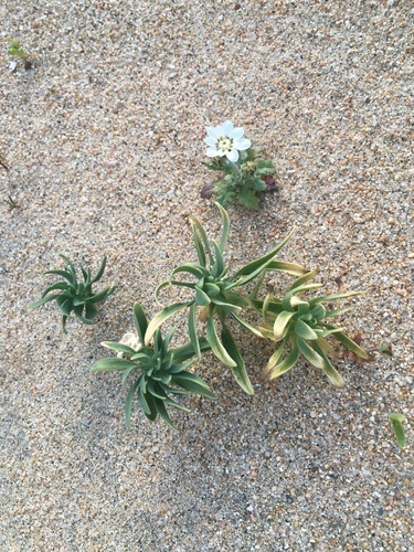Alstroemeria recumbens (Alstroemeria recumbens)