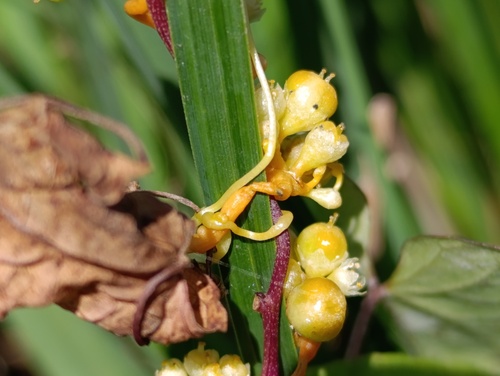 Cuscuta australis, photograph 1