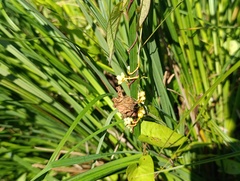 Cuscuta australis, photograph Augustin Soulard, CC BY, iNaturalist via GBIF