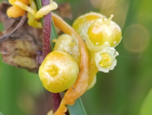Cuscuta australis observed 2024-09-24