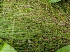 Carex billingsii