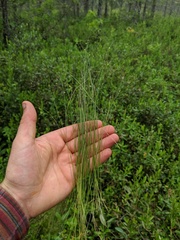 Carex billingsii