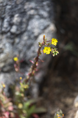 Camissoniopsis confusa
