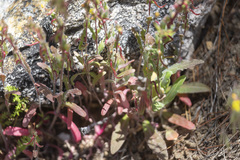 Camissoniopsis confusa