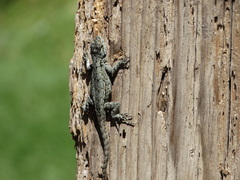 Sceloporus grammicus