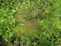 Carex billingsii
