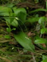 Carex billingsii