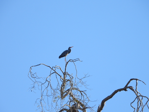 Humblot's Heron (Ardea humbloti)