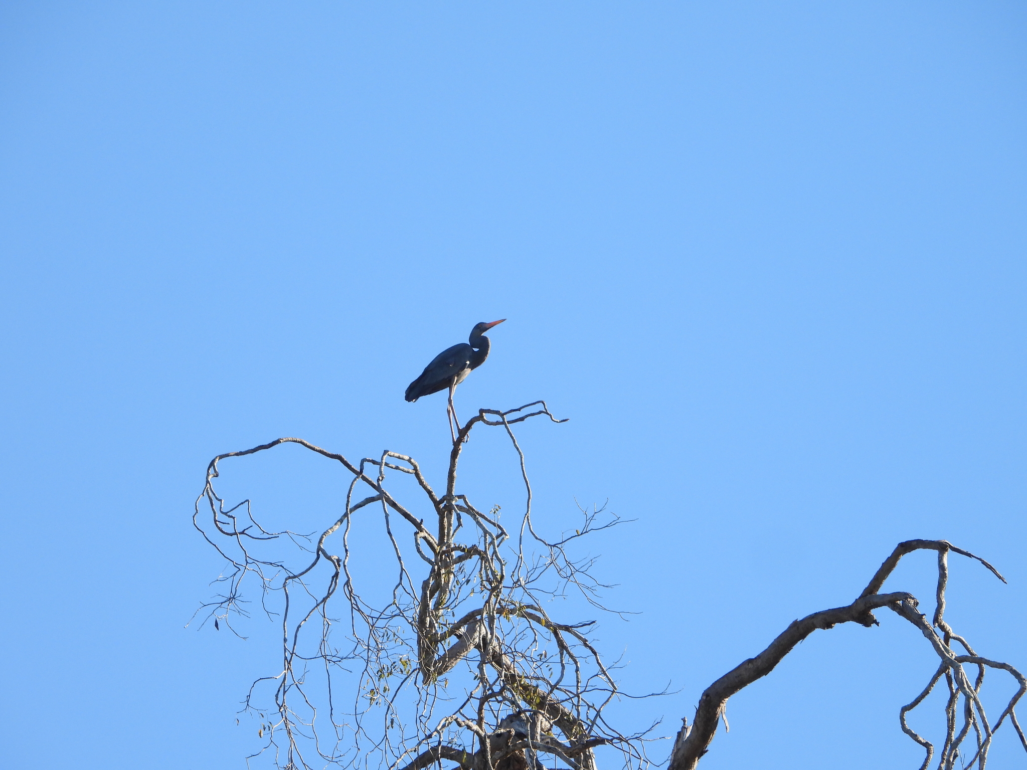 Humblot's Heron (Ardea humbloti), photo 1