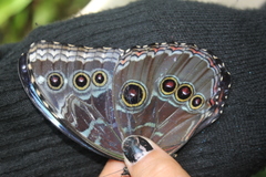 Morpho helenor narcissus