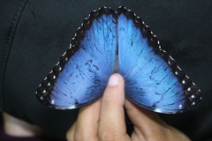 Morpho helenor narcissus