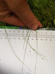Carex billingsii