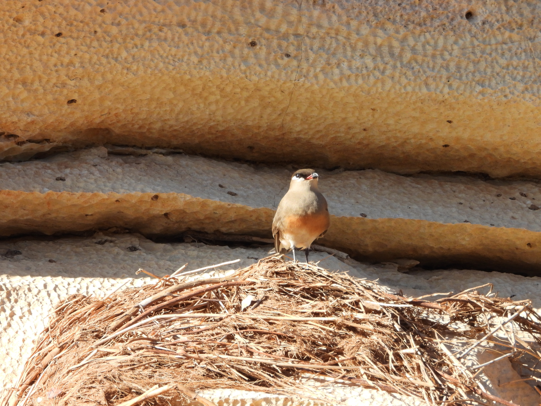 Madagascar Pratincole (Glareola ocularis), photo 2