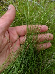 Carex billingsii