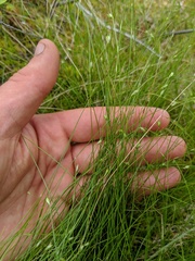 Carex billingsii