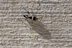 Xanthochilus saturnius