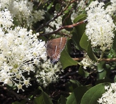 Callophrys spinetorum