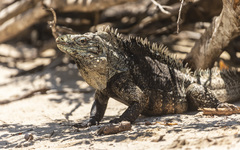 Cyclura nubila