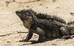 Cyclura nubila