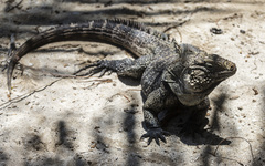 Cyclura nubila