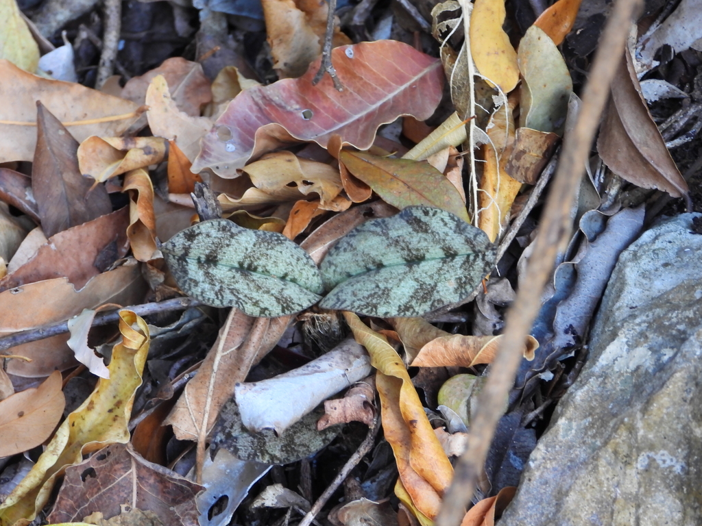 Eulophia roseovariegata