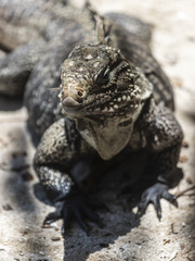 Cyclura nubila