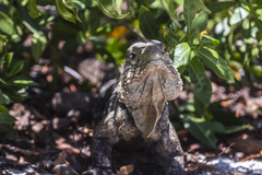 Cyclura nubila