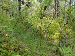 Carex billingsii