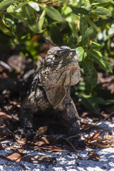 Cyclura nubila
