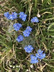 Eritrichium argenteum