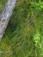 Carex billingsii