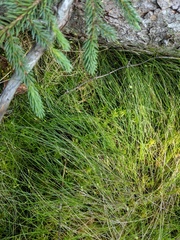 Carex billingsii