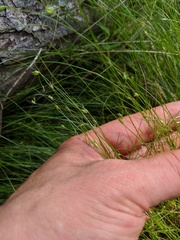 Carex billingsii