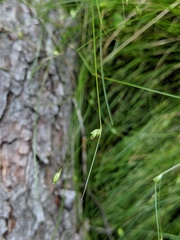 Carex billingsii