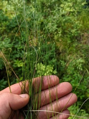 Carex billingsii