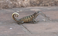 Leiocephalus carinatus